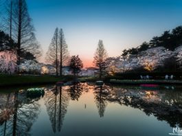 Pranvera në Japoni ju lë pa frymë