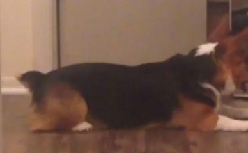 Ia vret qenin fqinjit, ia servon në darkë pa dijeninë e tij