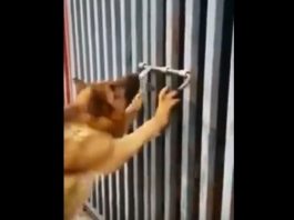 Asgjë nuk mund ta ndajë këtë qen nga e dashura (Video)