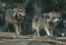 Nis vaksinimi i kafshëve të egra kundër tërbimit