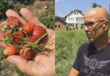 Nga mungesa e konsultave me ekspertët e bujqësisë, falimenton një fermer nga Podujeva