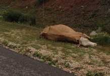 Teli i rrymës mbytë lopën në Suharekë (Video)