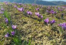 Kjo është lulja në Podujevë, e cila ka vlerë më shumë sesa ari