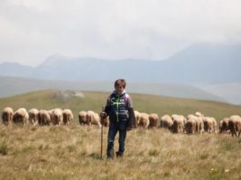 Historia e dhimbshme e 12-vjeçarit që ruan delet në malet e Restelicës
