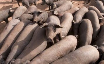 Në Spanjë ka më shumë derra se njerëz