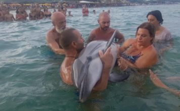 Pushuesit e një plazhi Italian shpëtojnë delfinin e plagosur