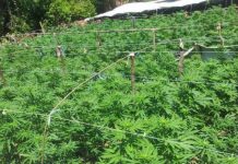 Gjendet kanabis i mbjell në oborrin e një shtëpie në Pejë