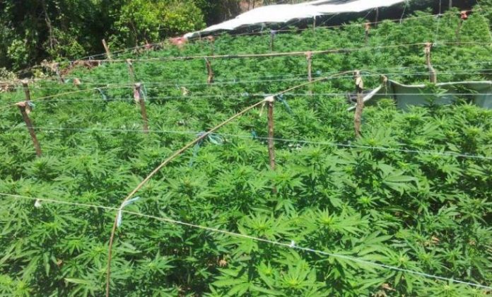 droge-oborr-c1200x600-1-730x440