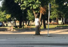 Parku i qytetit të Podujevës i vërshuar nga qentë endacak (Foto)