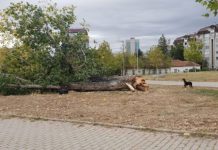 Një i plagosur nga erërat e forta në Prishtinë