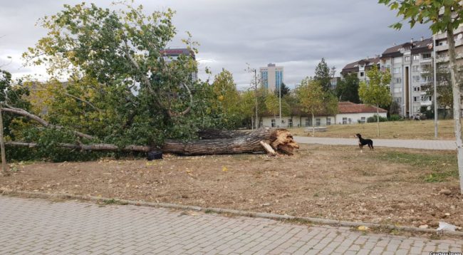 0C0640A4-C628-4677-9573-2FE6BC5C2F68_w1023_r1_s-1-650x358