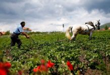 Tkurren tokat bujqësore, Kosova as sivjet nuk e siguron bukën