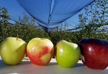 Dieta e mollës për të pastruar trupin dhe për të humbur peshë