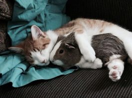 Edhe kafshët dijnë të jenë miq