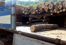 Kujdes nga shitësit mashtrues të druve, mund t’i paguani 10 metra e të merrni veç 5 metra kub