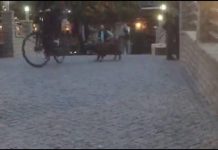 Qentë endacakë u vërsulen qytetarëve në Podujevë (Video)