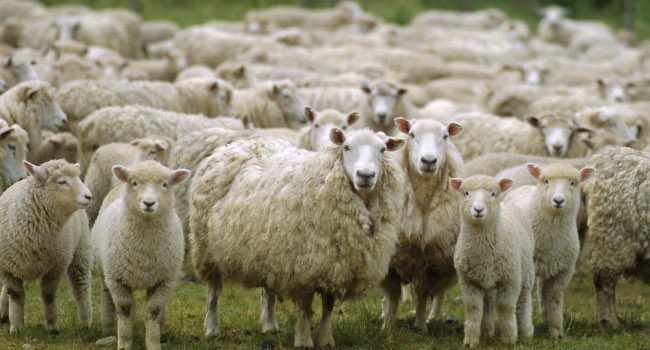 Sheep-650x350