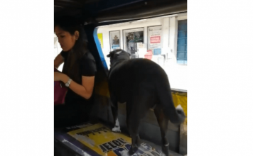 E lënë në shtëpi, qeni merr autobusin dhe gjen pronarët