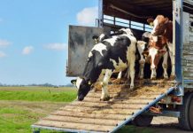 Kontrabandim me kafshë në Podujevë, policia konfiskon një automjet