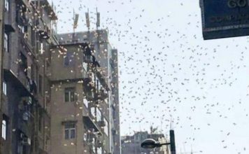 Hodhi 25 mijë euro nga ballkoni, arrestohet për prishje të rendit