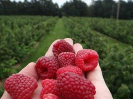 Kush është përfitues i fidanëve të mjedrave në Podujevë