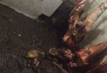Pejani që dyshohet për mishin e prishur: Mishin kam pasur me ua qit qenve