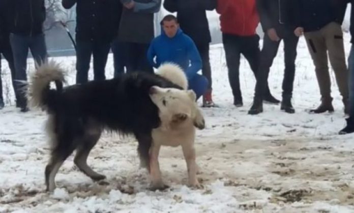 auto-lufterat-me-qen1546794890-1200x630_1546853723-105864-730x440