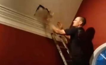 Zjarrfikësit shpëtojnë qenin e ngecur në çati