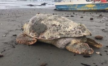 Durrës, dallgët nxjerrin në breg breshkën 100-vjeçare