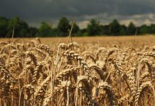 Për 6 ditë, Kosova importoi mbi 6 milionë kilogramë grurë