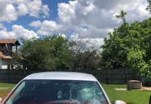 Fisi i Myftiut Tërnava rrihen keq mes vete – grushte e gurë për shkak të lopëve