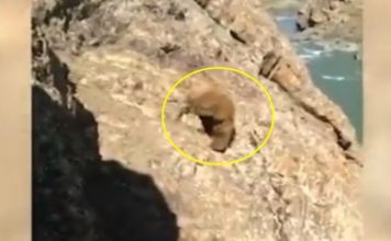 Po ndiqej nga fshatarët, ariu bie nga një shpat i pjerrët në Indi – fundi i tij është fatal (Video)