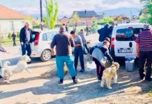 Përmbyllet aksioni për vaksinimin e qenve me pronarë