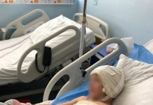 Ujku iu vërsul e kafshoi dhe e tërhoqi zvarrë, babai që për pak humbi djalin tregon ngjarjen