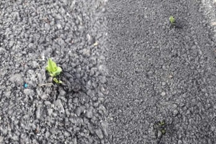 67402788_461937511306202_3924950756733485056_n