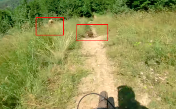 Momenti dramatik kur ju shfaqet arusha në malet e Sharrit biçiklistëve nga Suhareka