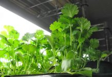 Pastron mëlçinë, shëron pankreasin, nxjerr jashtë gurët nga veshkat