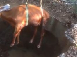 Bie lopa në bunar, pamje kur e shpëtojnë zjarrfikësit në Gjilan