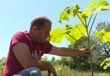 Druri i rrallë në Kosovë, Shefqet Berisha mbjell 8 hektarë me Paulownia në Herticë