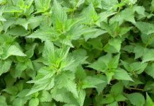 Hithrat mund të ulin presionin e gjakut