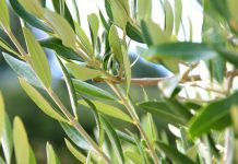 Përdorimi i gjetheve të ullirit për shëndetin e zemrës dhe të trurit