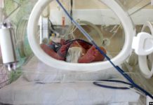 Nënat e sëmura me COVID-19 nuk e transmetuan sëmundjen te foshnjat