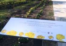 Mbillen 300 lule në përkujtim të viktimave të vetëvrasjeve në Kosovë
