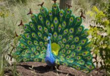 Një kopsht zoologjik i krijuar nga pllakëzat lego