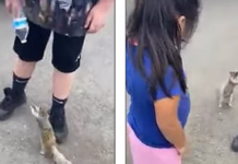 Videoja e ketrit që u bë virale, i ‘kërkon’ ujë një djaloshi i cili e mbante një shishe në dorë