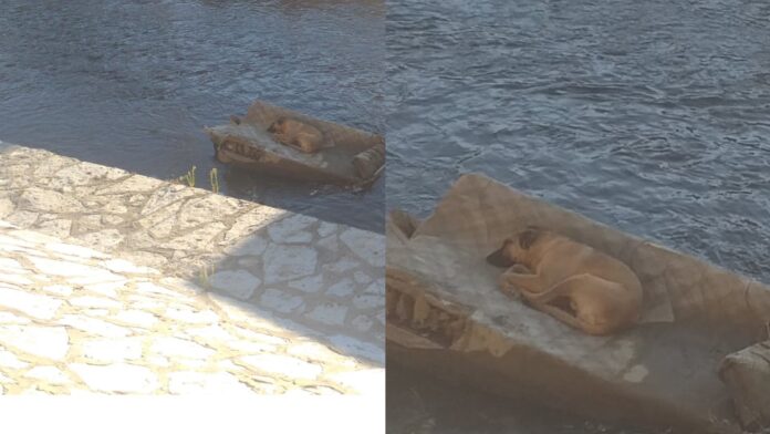 118888964_341054617019755_5503033380710691452_n