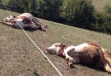 I ngordhin bagëtitë në fushë, shkak një kabllo e këputur elektrike
