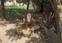 Vazhdon ngodhja e kafshëve, ende kërkohen shkaqet