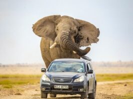 Elefanti gjigant i vërsulet veturës, shpëton pa ndonjë lëndim shoferi