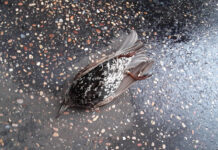 Festa në Itali- Qindra zogj ngordhin pasi goditen nga fishekzjarret